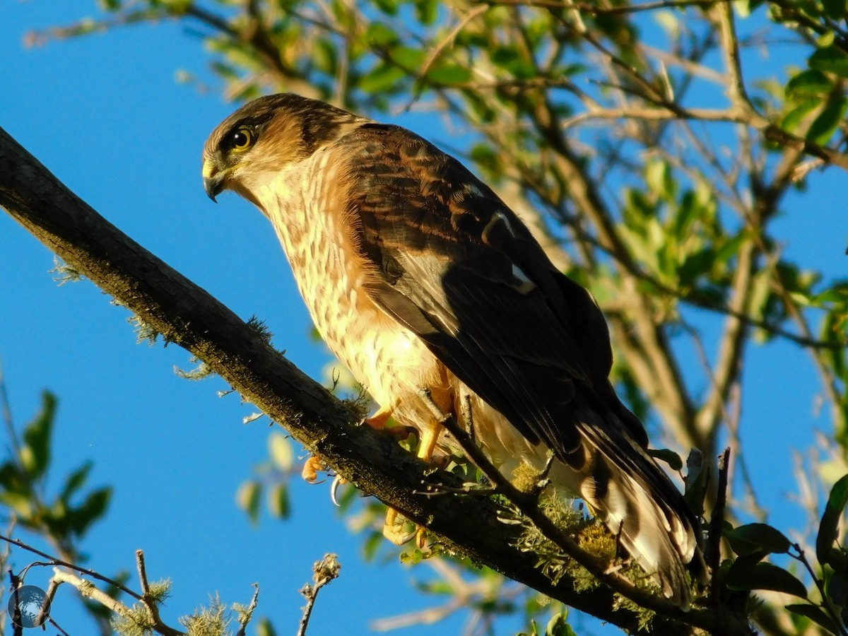 Sharp-shinned Hawk - ML296728831