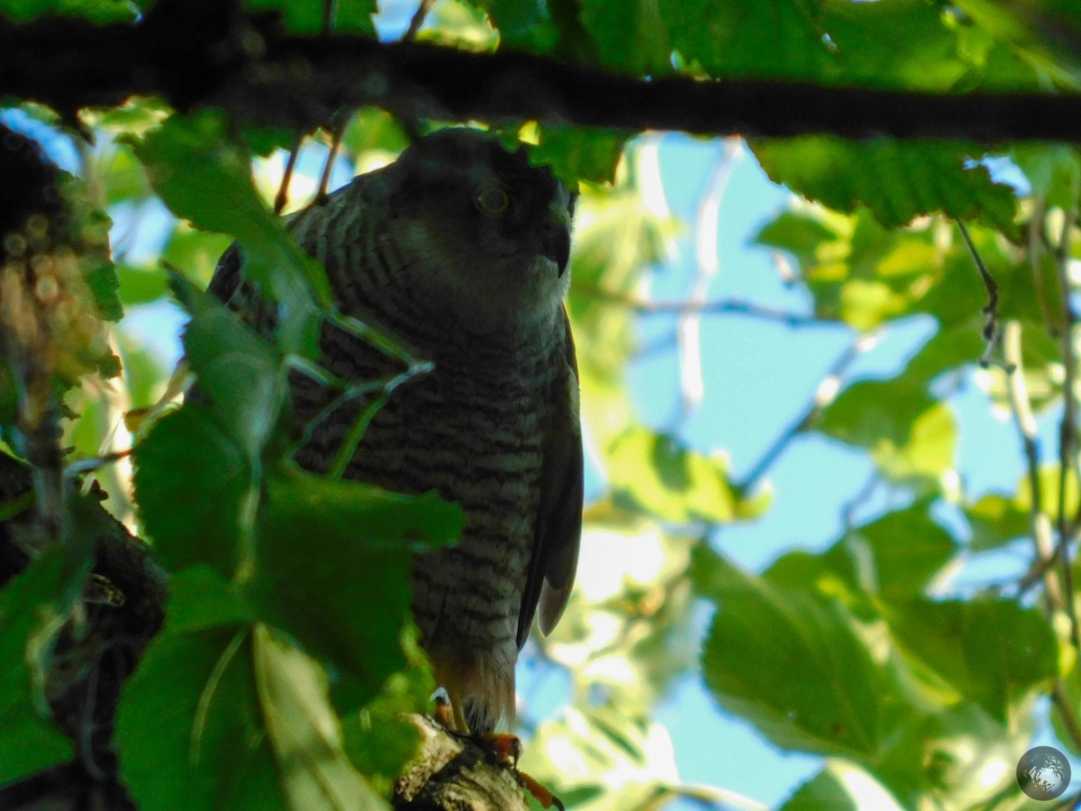 Sharp-shinned Hawk - Lucas Villafañe 🐾