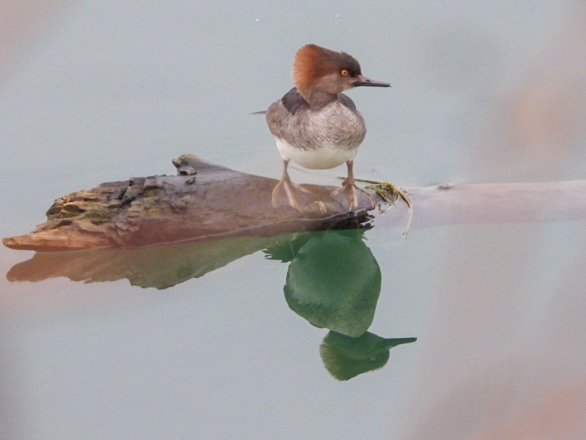 Hooded Merganser - ML296730041