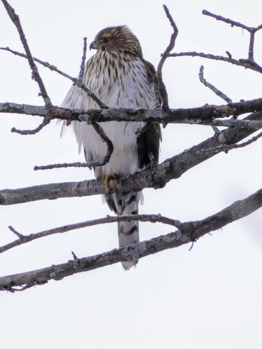 Cooper's Hawk - ML296731181