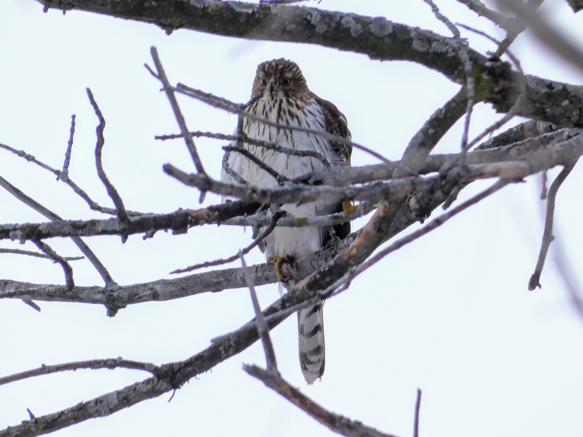 Cooper's Hawk - ML296731201