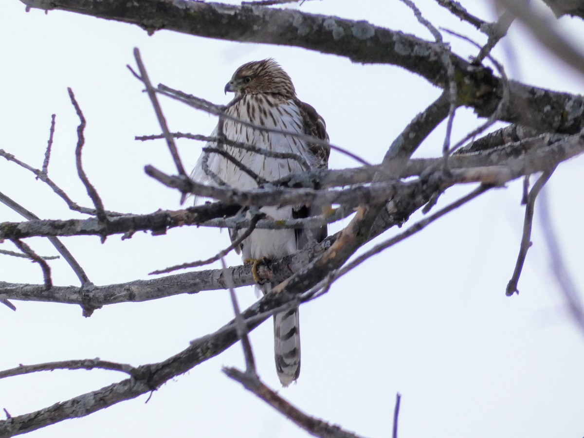 Cooper's Hawk - ML296731211