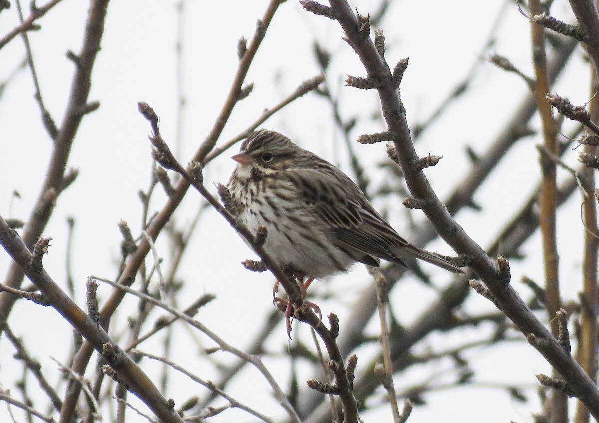 Savannah Sparrow - Nancy & Bill LaFramboise