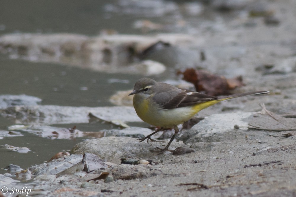 Gray Wagtail - ML296733241