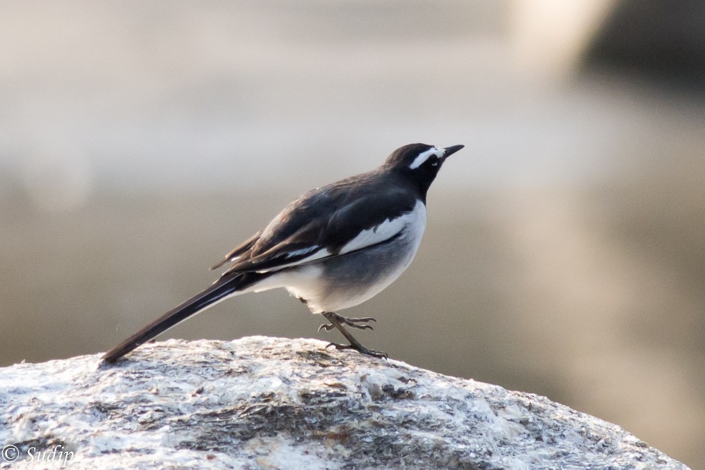 White-browed Wagtail - ML296733331