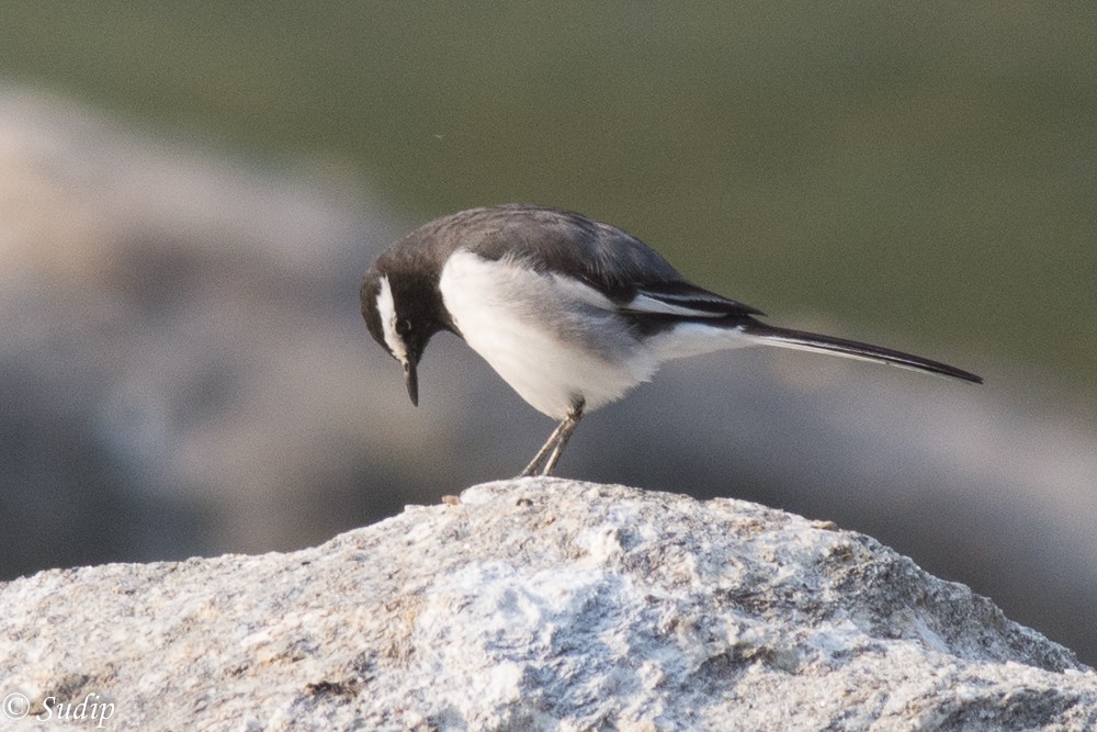 White-browed Wagtail - ML296733341