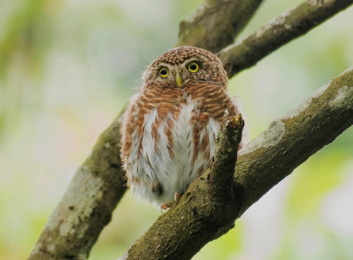 Collared Owlet - Koel Ko