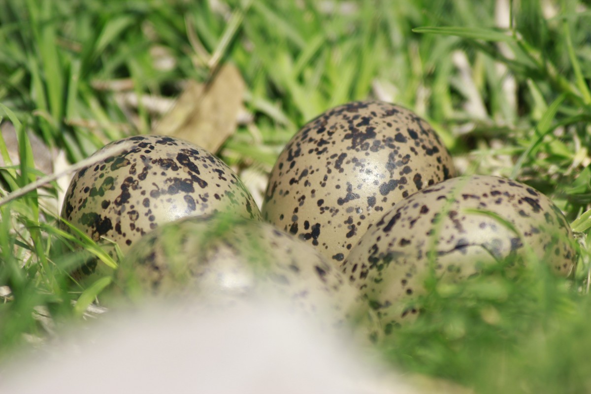 Southern Lapwing - ML296733871