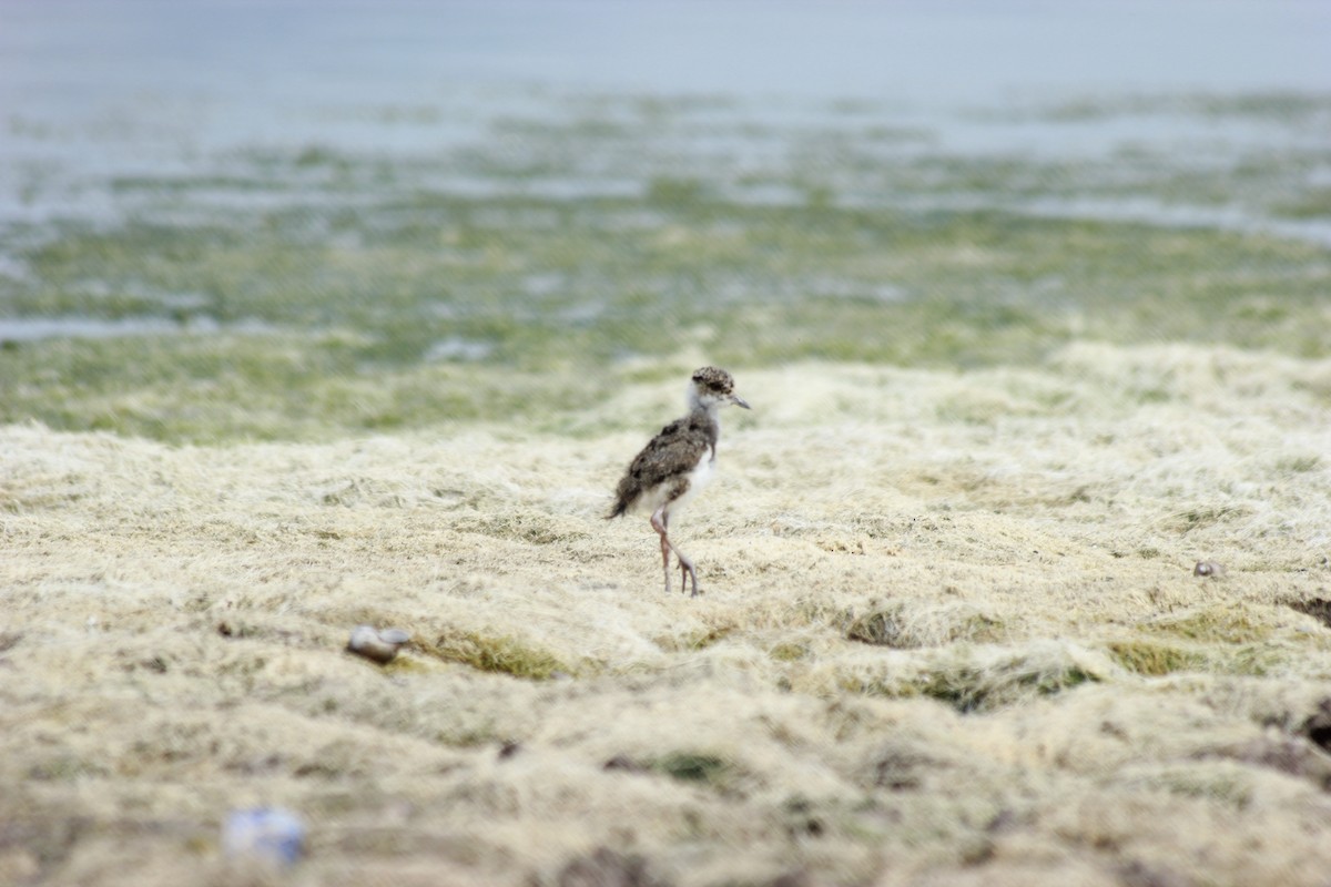 Southern Lapwing - ML296733881