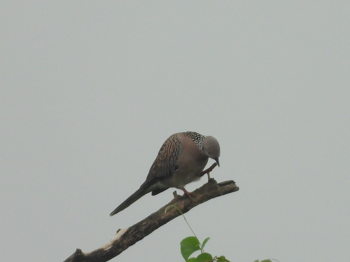 Spotted Dove - ML296735861