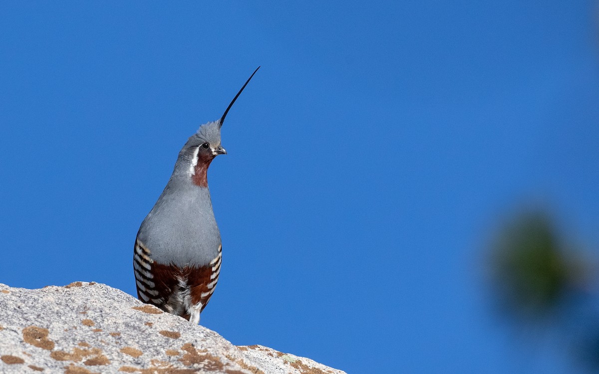 Mountain Quail - Ian Davies