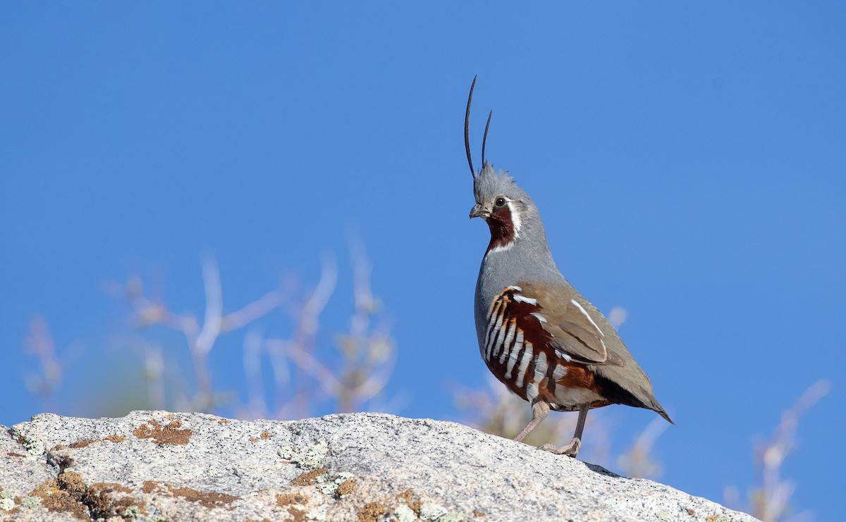 Mountain Quail - Ian Davies