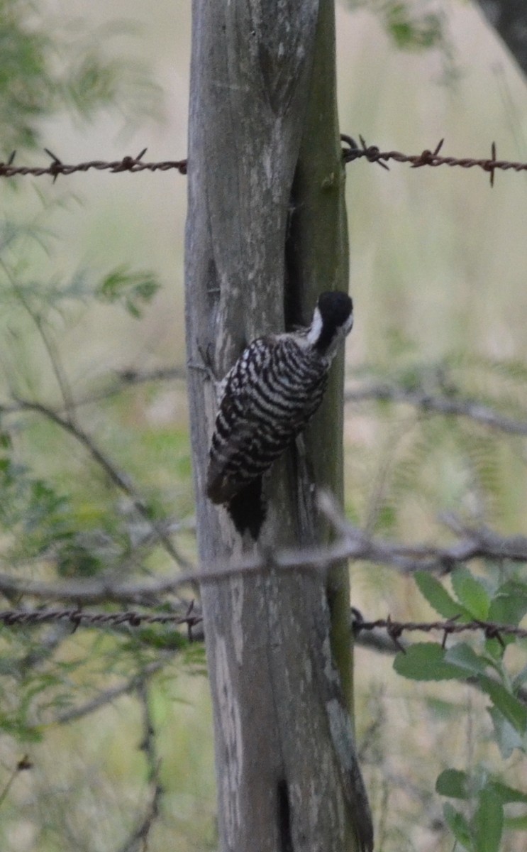 Ladder-backed Woodpecker - ML29673931