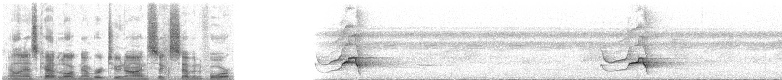 Толстоклювый мечник [группа orenocensis] - ML29674