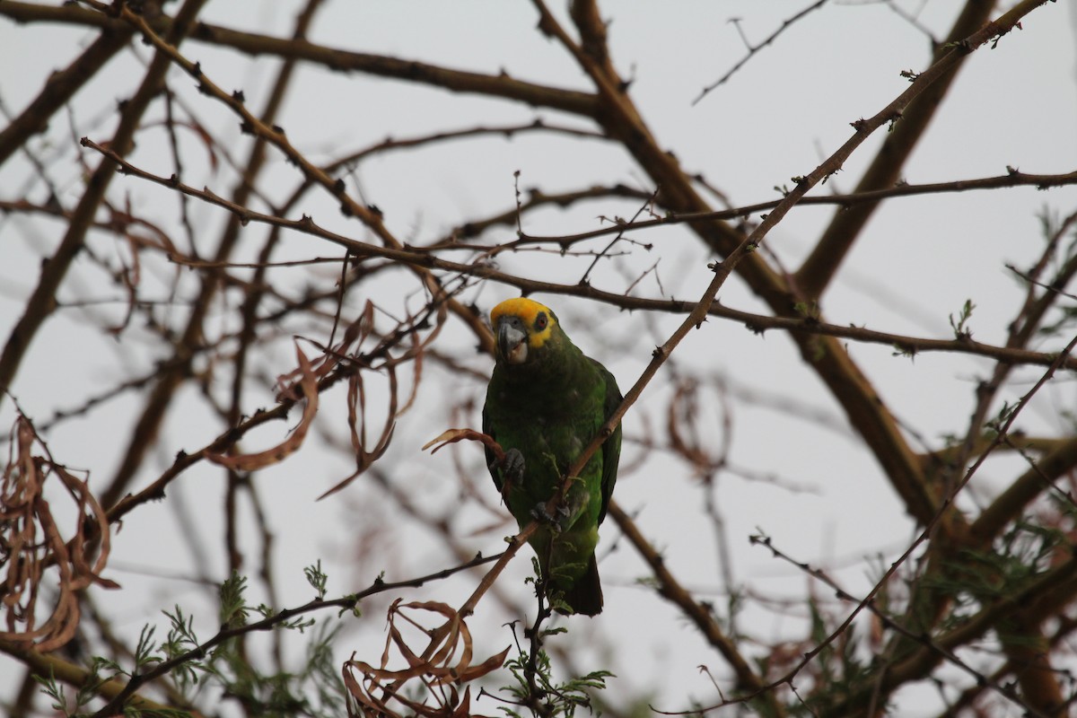 Yellow-fronted Parrot - ML296740091