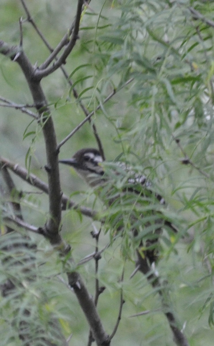 Ladder-backed Woodpecker - ML29674051