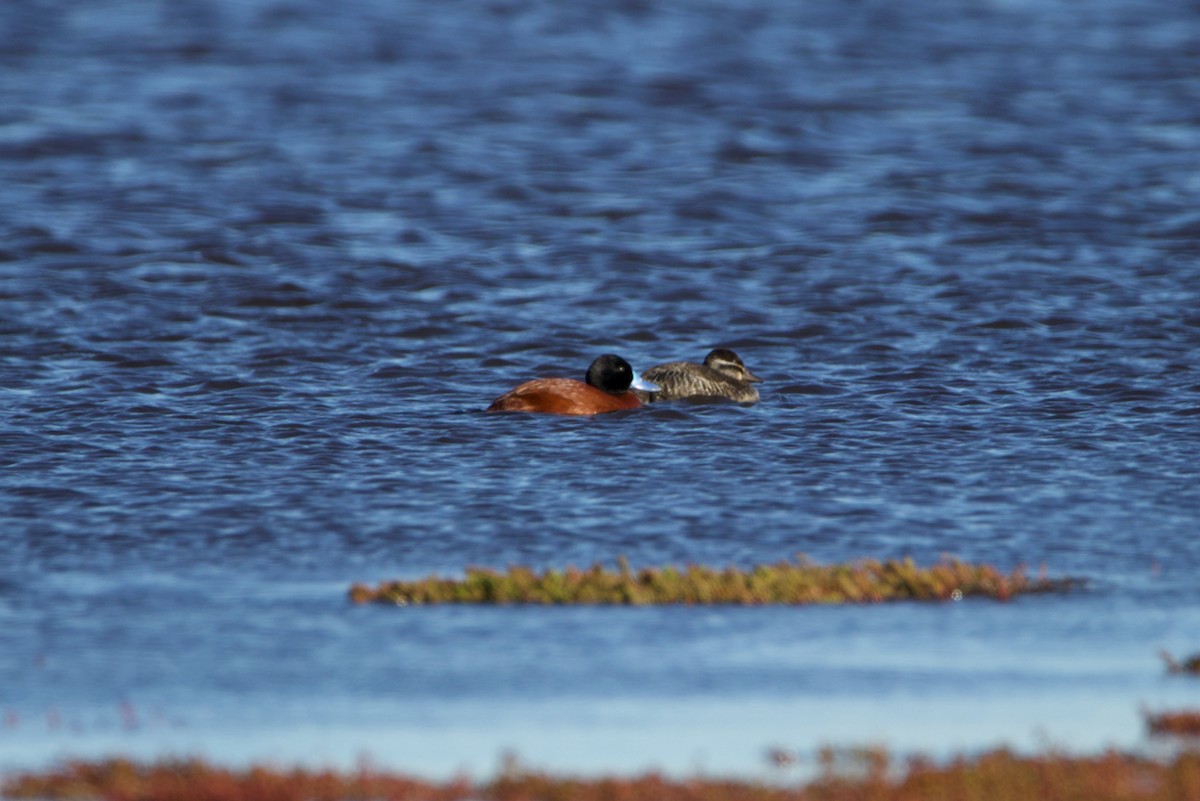 Lake Duck - ML296740511