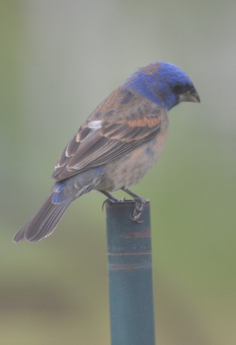 Blue Grosbeak - ML29674111