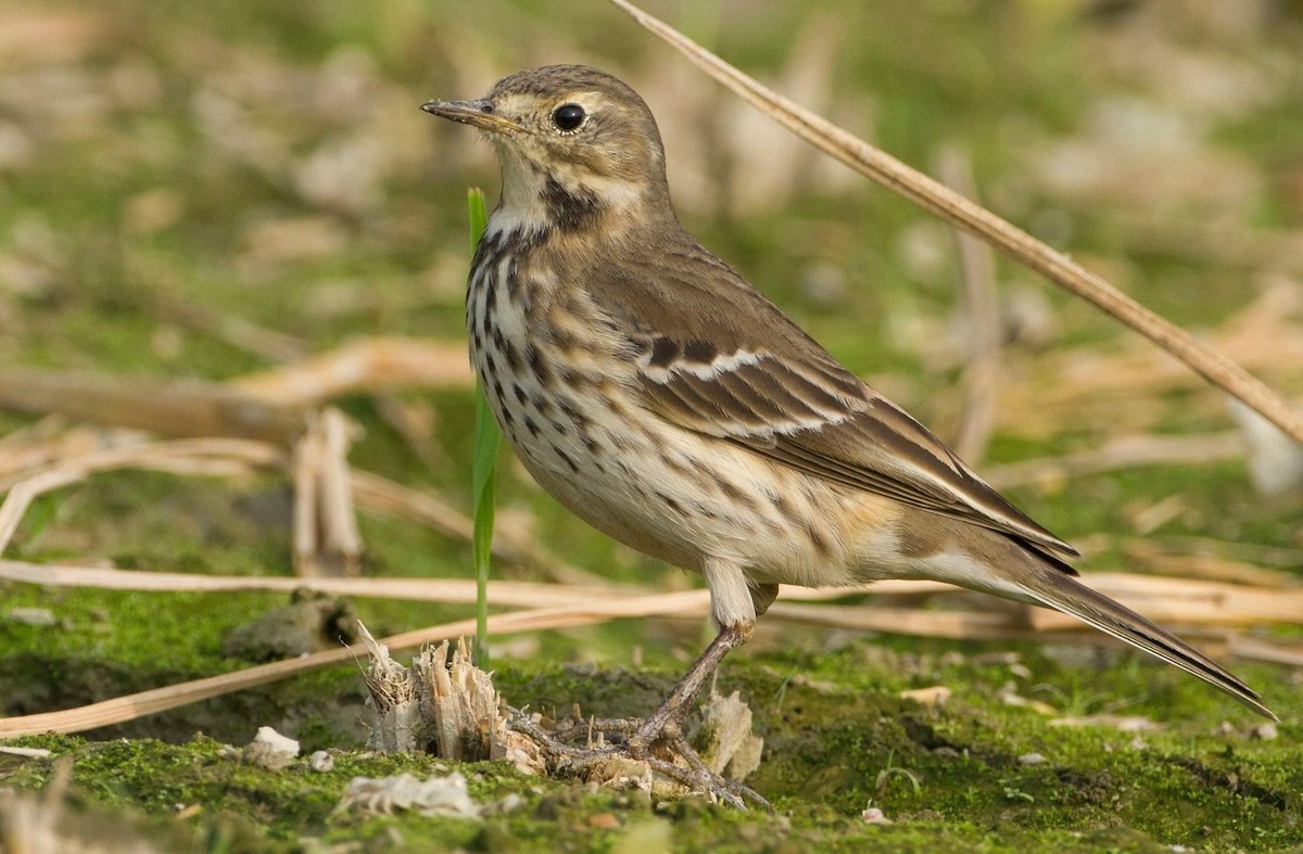 Siberian Pipit - Koel Ko