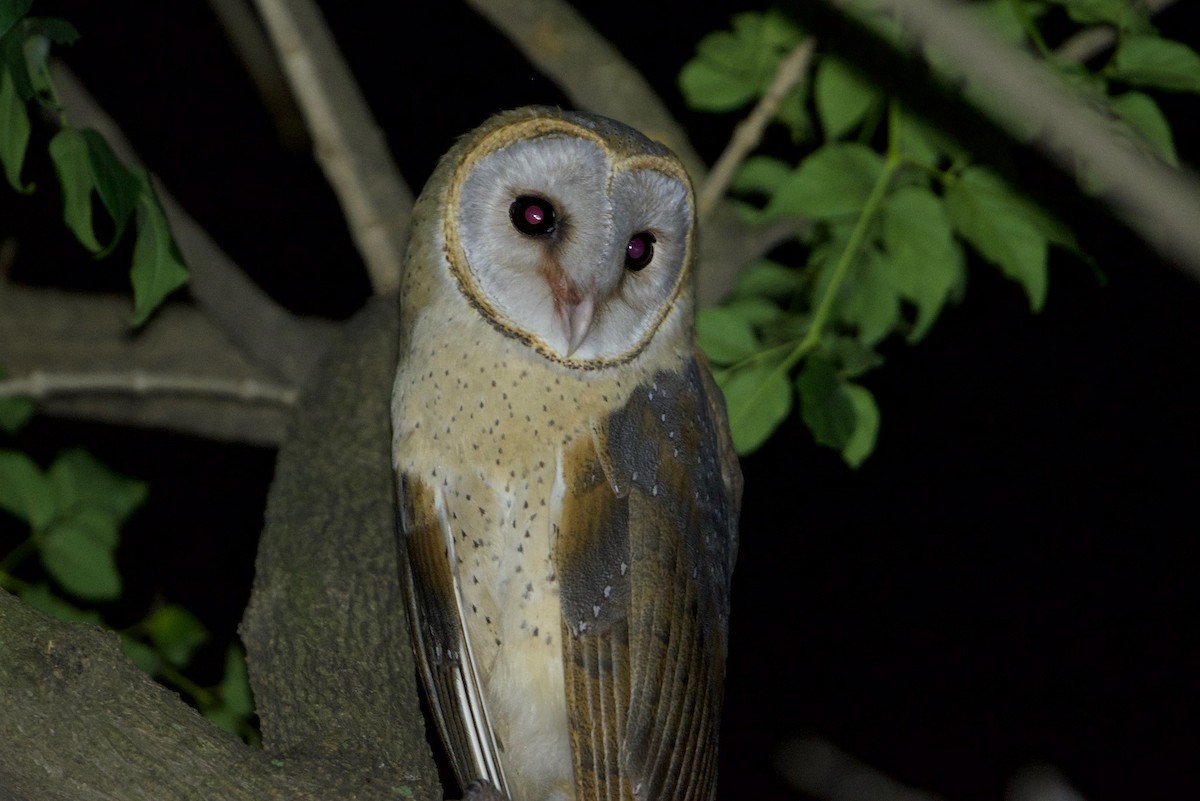 Barn Owl - Snehasis Sinha