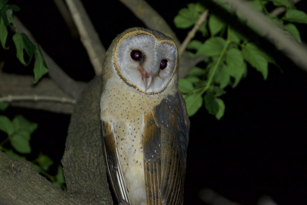 Eastern Barn Owl - Snehasis Sinha