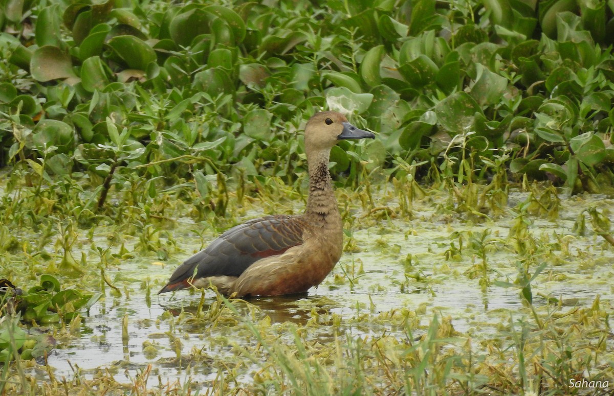 Lesser Whistling-Duck - ML296741961