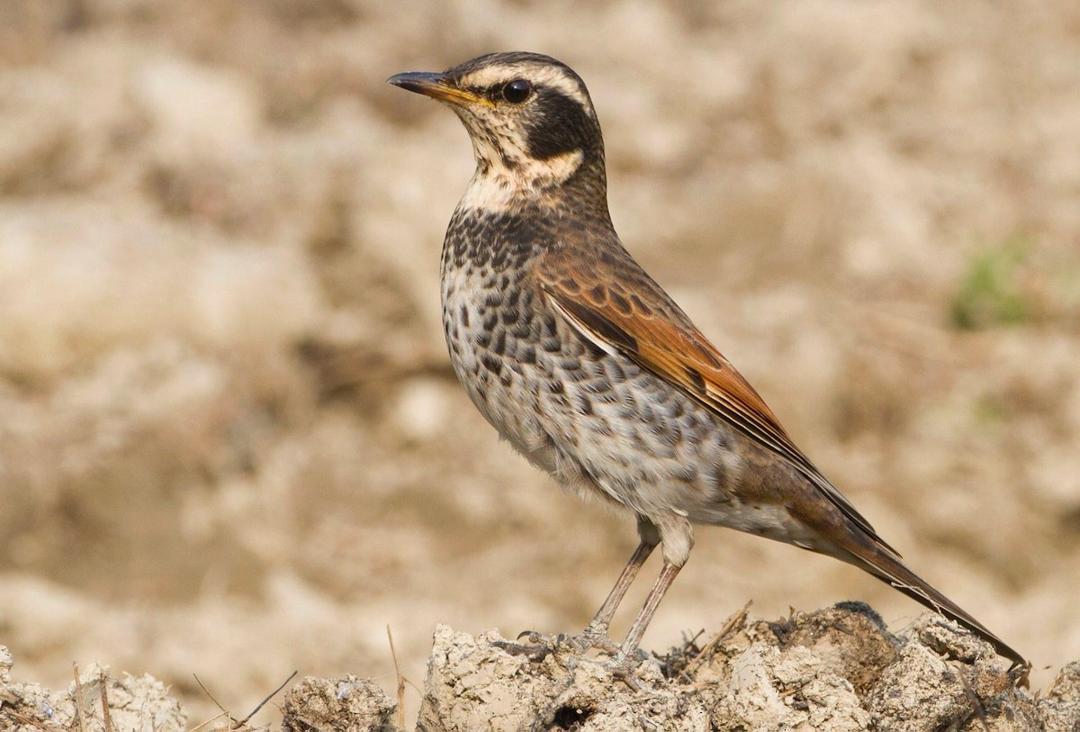 Dusky Thrush - ML296742321