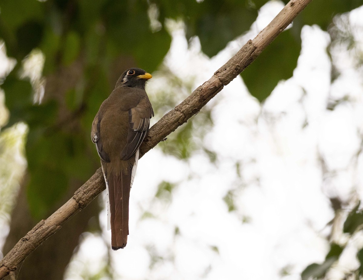 Elegant Trogon - Hannah Willars 🦆