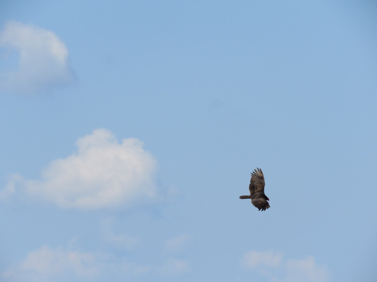 Turkey Vulture - ML29674391