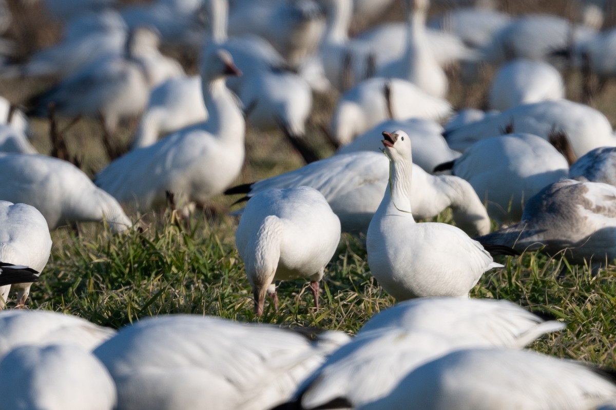 Ross's Goose - Stephen Davies