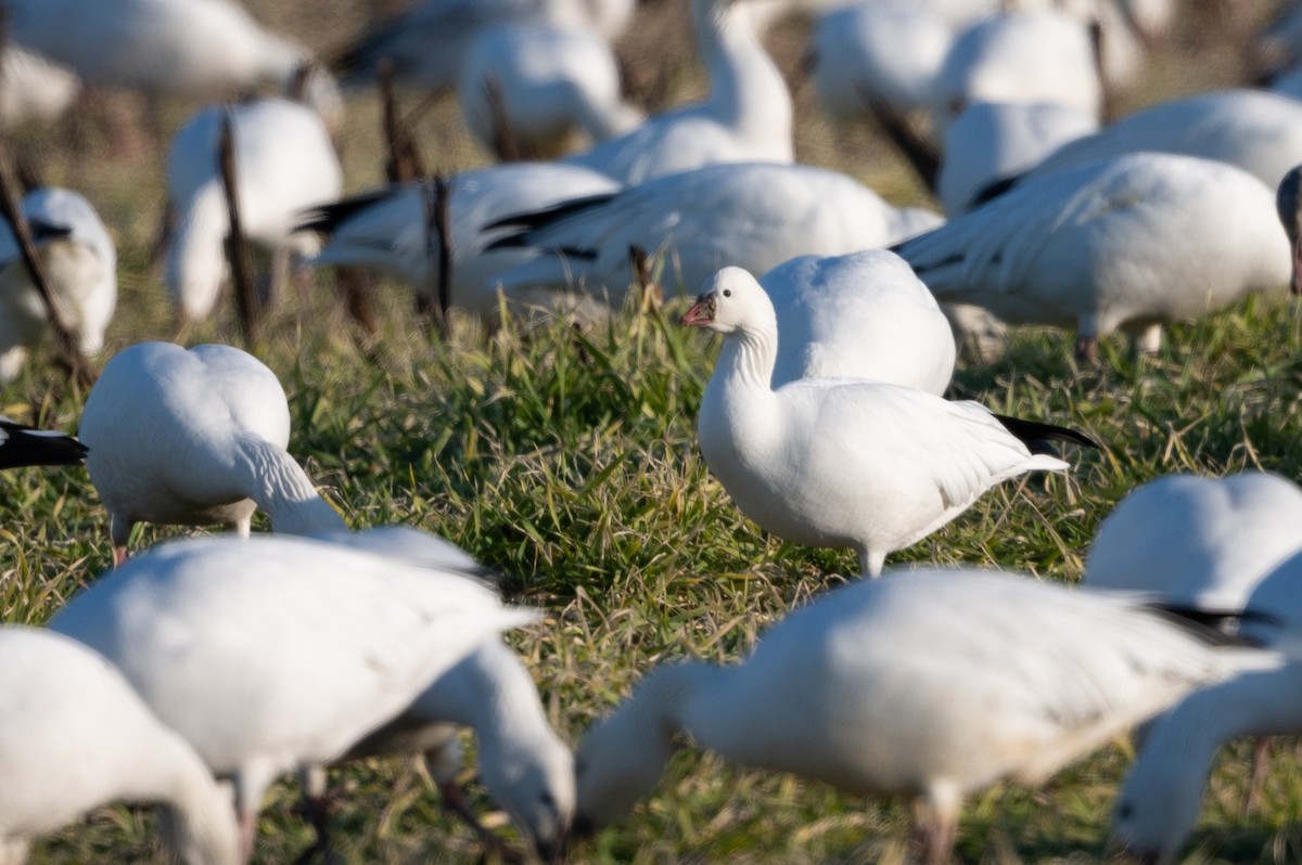 Ross's Goose - Stephen Davies