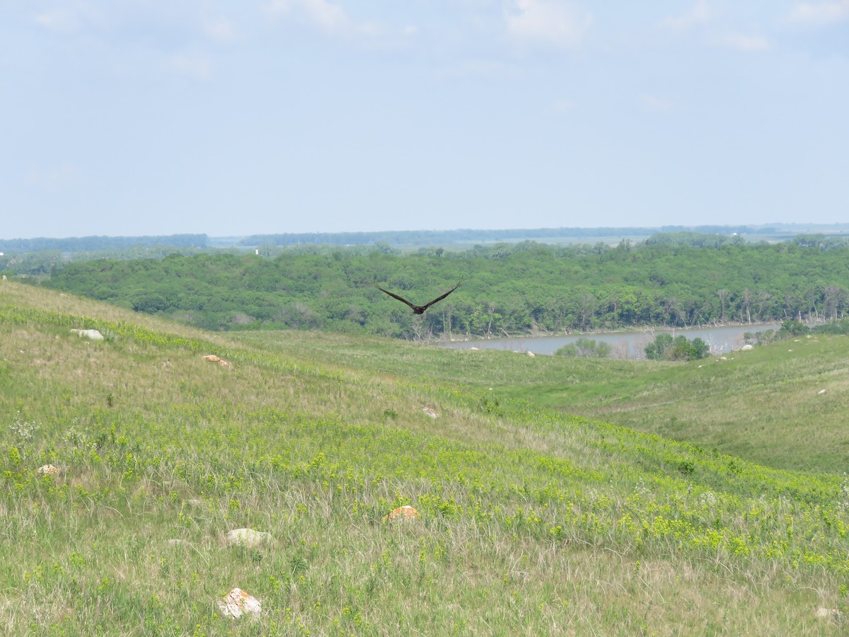 Turkey Vulture - ML29674411