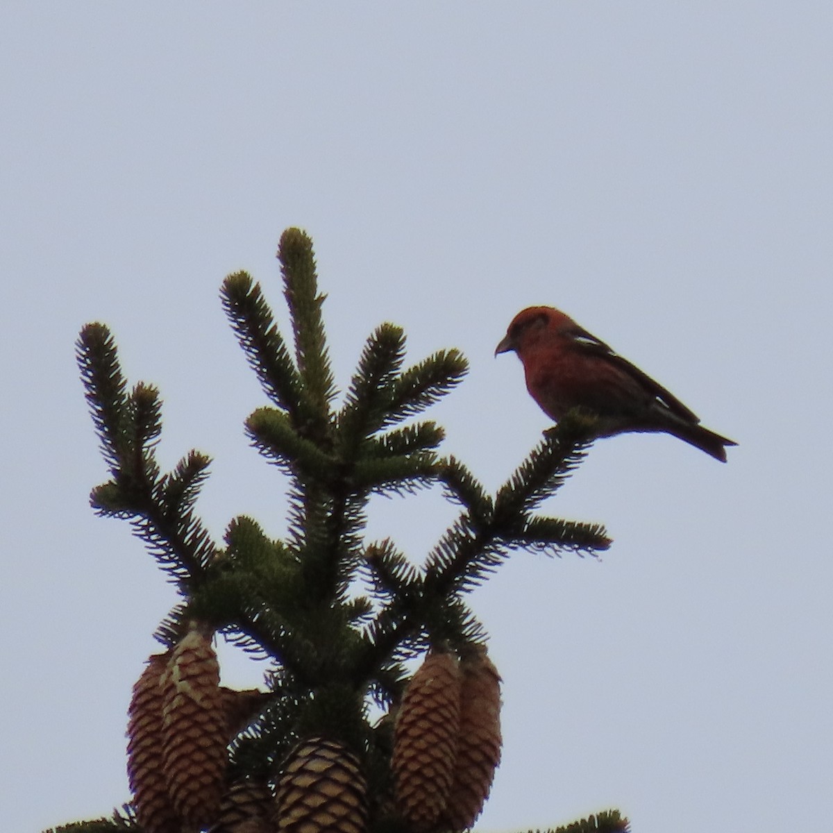 White-winged Crossbill - ML296744111