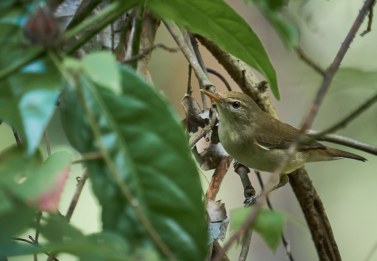 Blyth's Reed Warbler - ML296744781