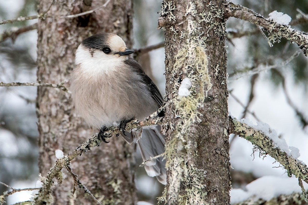 Canada Jay - Sue Barth