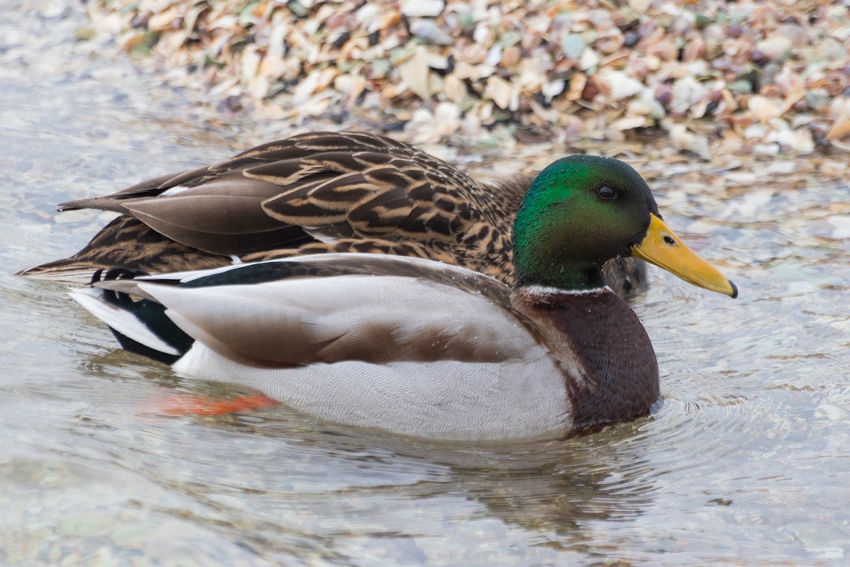 Mallard - David Bohrer