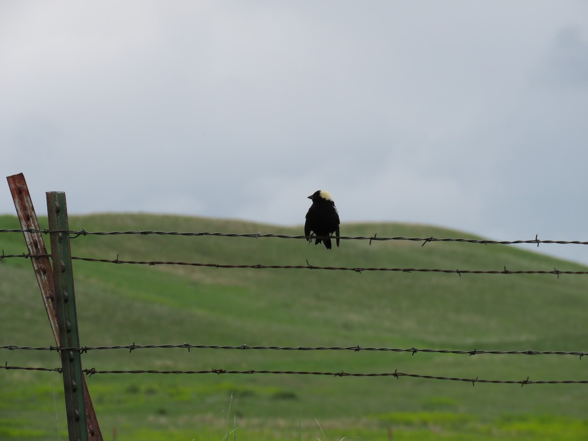 bobolink americký - ML29674591