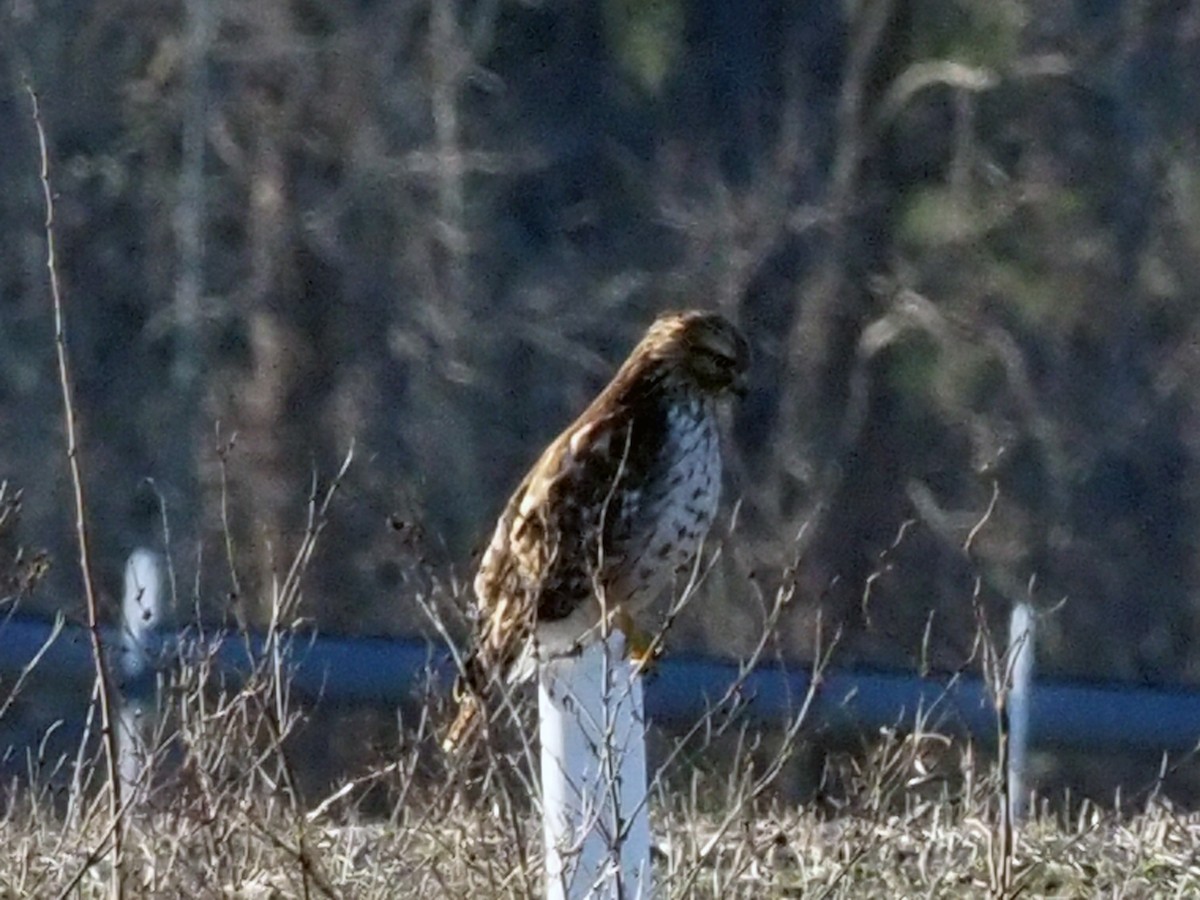 Red-tailed Hawk - ML296747071