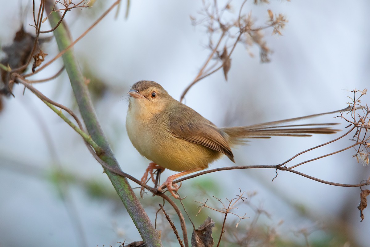 Plain Prinia - Ayuwat Jearwattanakanok