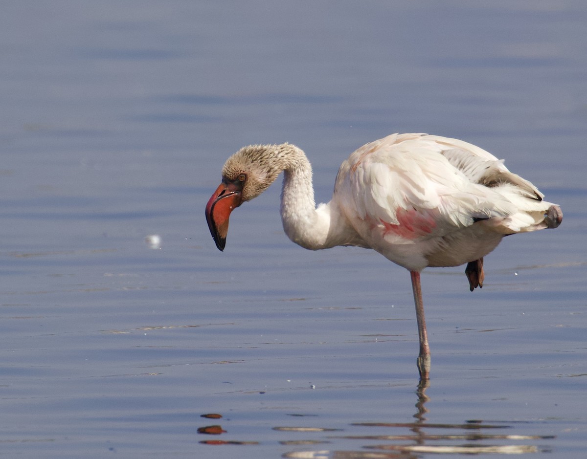 Lesser Flamingo - ML296748571