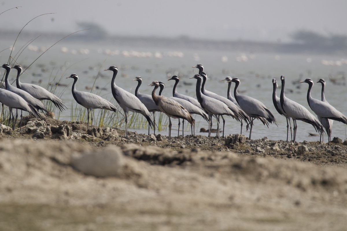 Demoiselle Crane - ML296749021