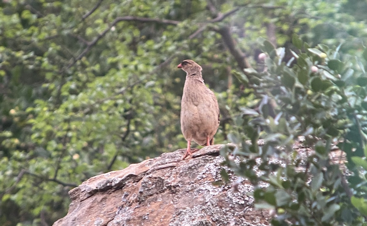 Chestnut-naped Spurfowl (Black-fronted) - Gareth James