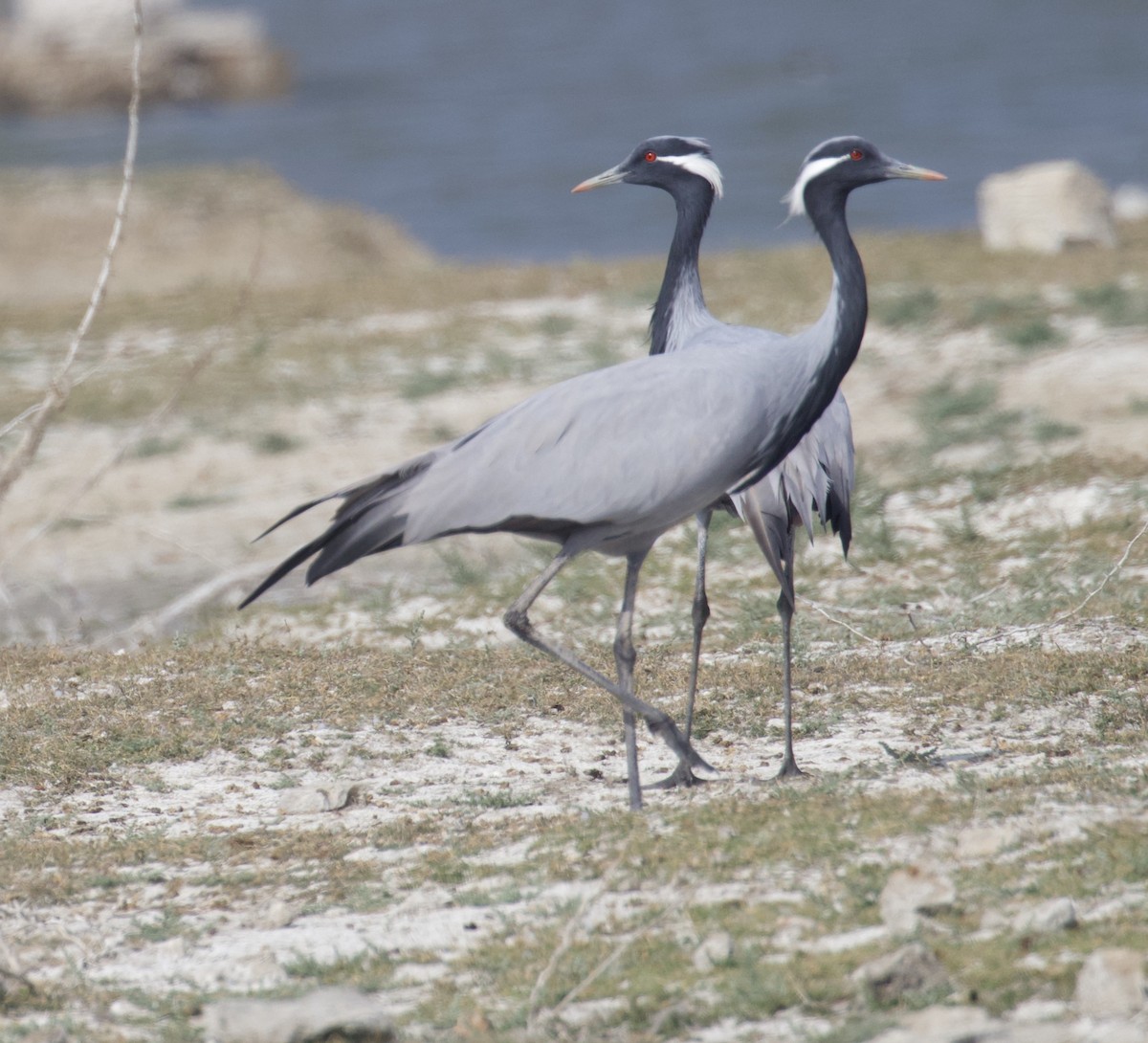 Demoiselle Crane - ML296749231