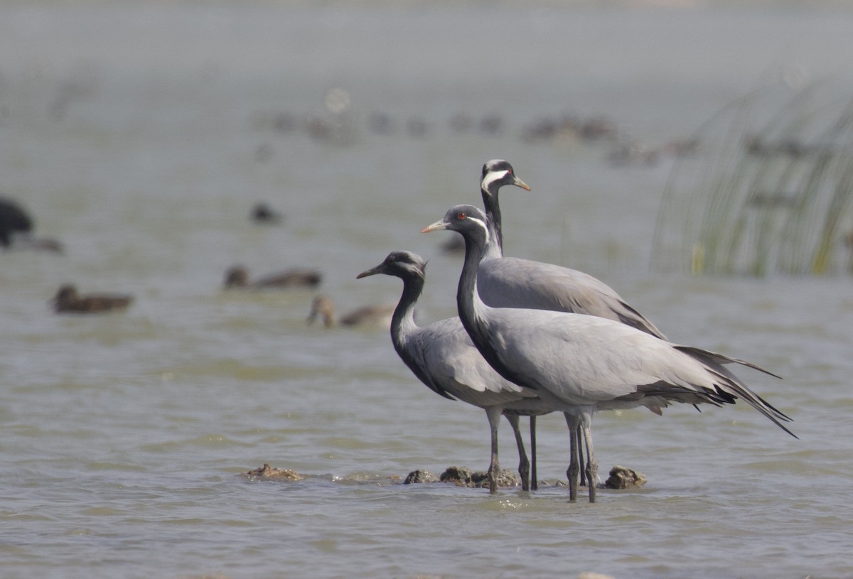 Demoiselle Crane - ML296749341