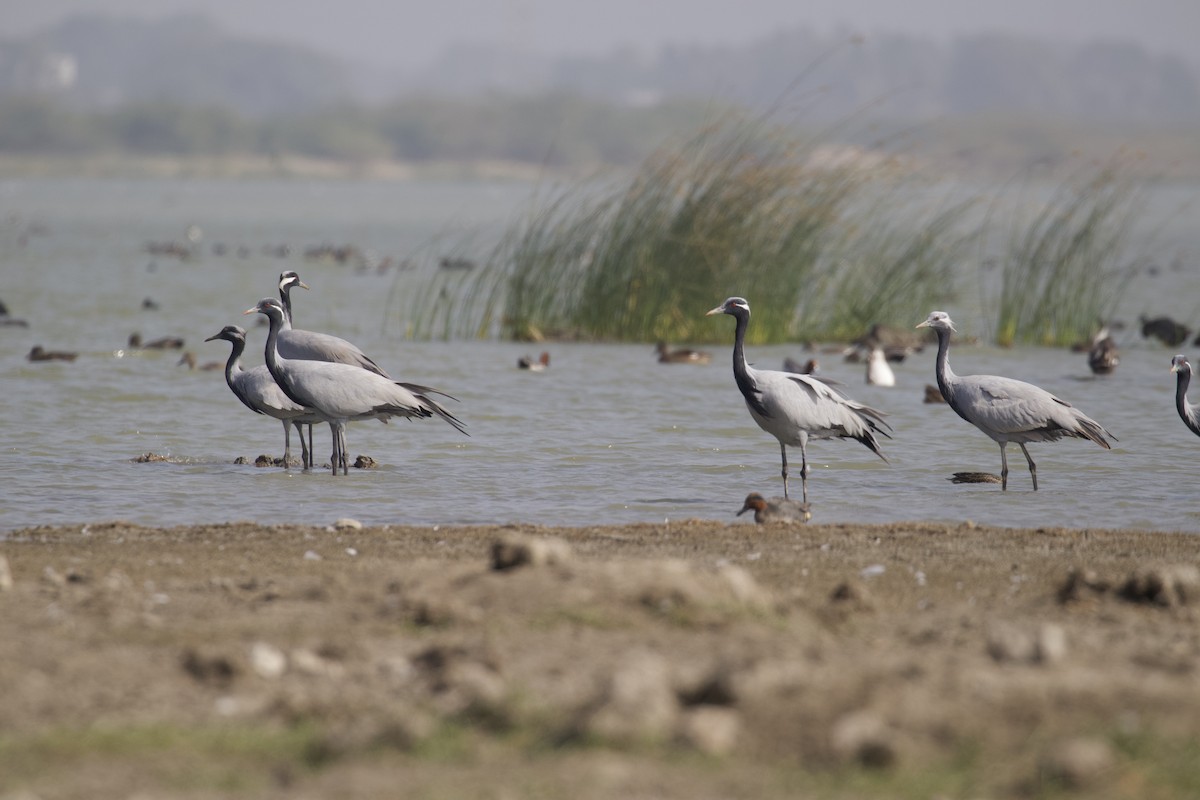 Demoiselle Crane - ML296749711