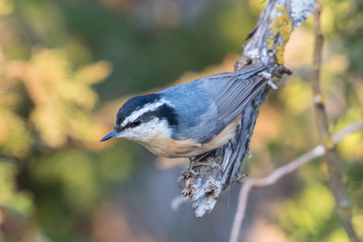 Red-breasted Nuthatch - ML296750221