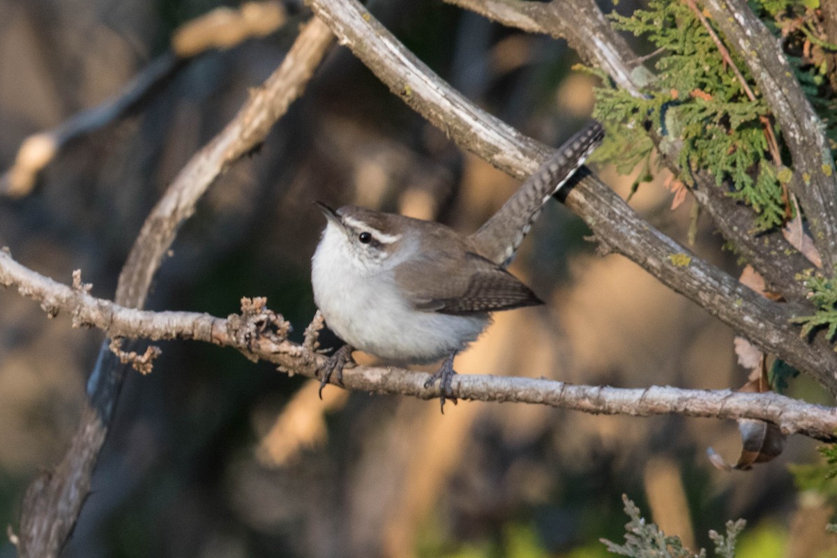 Bewick's Wren - ML296750301