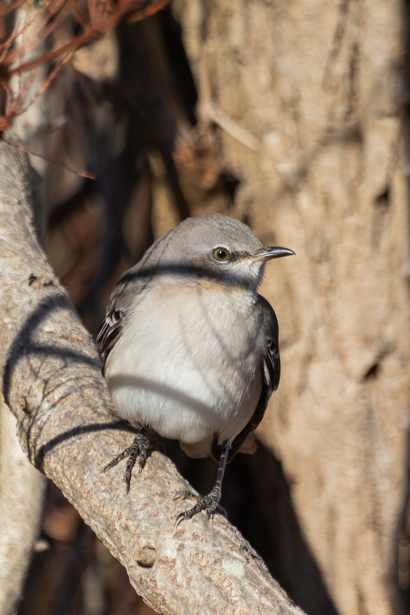 Northern Mockingbird - ML296750331