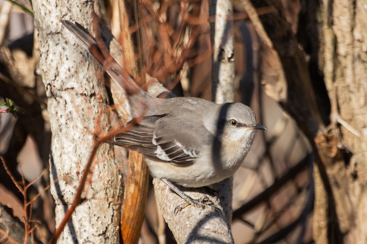 Northern Mockingbird - ML296750341