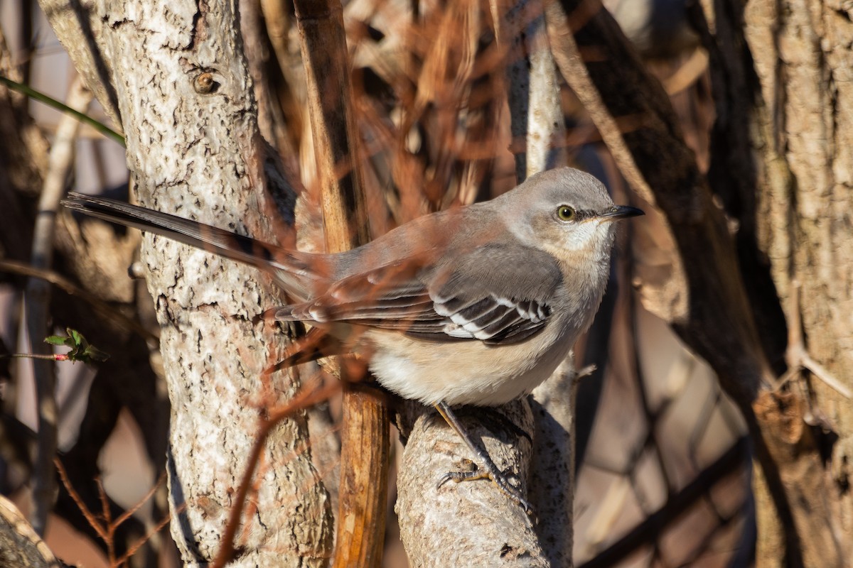 Northern Mockingbird - ML296750371